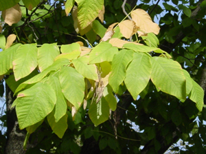 American Yellowwood leaves